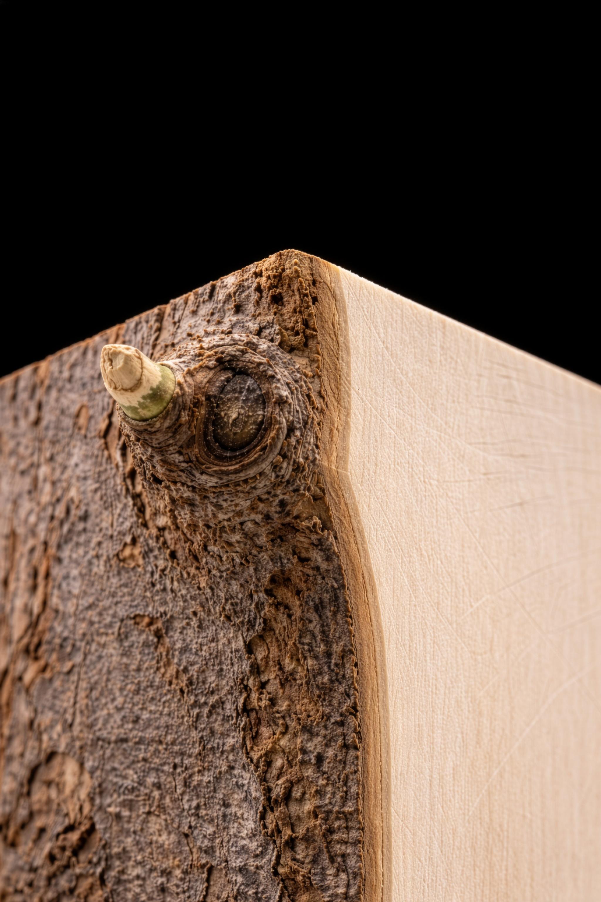 Treeal Company Background